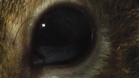 SQUIRREL OUTSIDE WINDOW CLOSE UP 4K Stock Footage 155757125