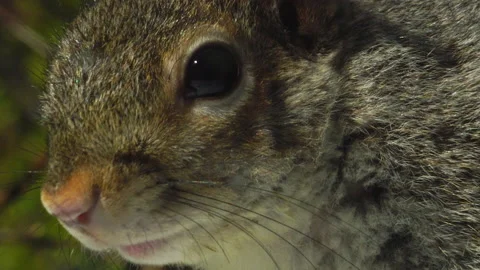 SQUIRREL OUTSIDE WINDOW CLOSE UP 4K Stock Footage 155757281