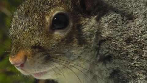 SQUIRREL OUTSIDE WINDOW CLOSE UP 4K Stock Footage 155757312