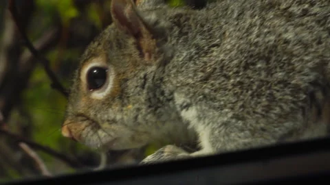 SQUIRREL OUTSIDE WINDOW CLOSE UP 4K Stock Footage 155757357