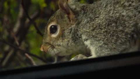 SQUIRREL OUTSIDE WINDOW CLOSE UP 4K Stock Footage 155757359