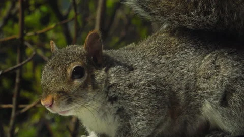 SQUIRREL OUTSIDE WINDOW CLOSE UP 4K Stock Footage 155757418