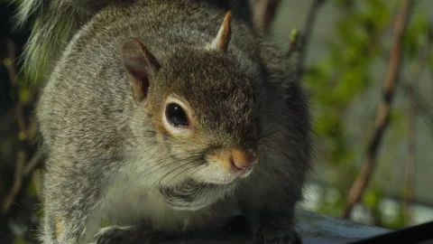 SQUIRREL OUTSIDE WINDOW CLOSE UP 4K Stock Footage 155757533