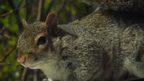 SQUIRREL OUTSIDE WINDOW CLOSE UP 4K Stock Footage 155757586