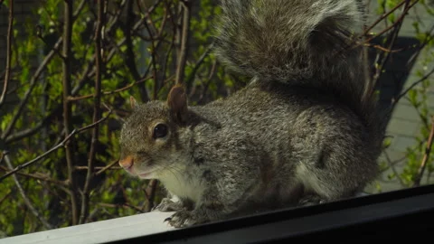SQUIRREL OUTSIDE WINDOW CLOSE UP 4K Stock Footage 155757636
