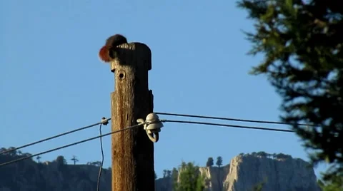 Squirrel over electric wood bracket wooden pole Stock Footage 8693681