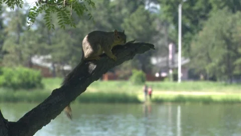 Squirrel Over A Lake at Park Stock Footage 247716110
