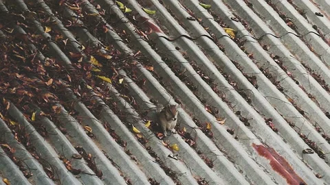 A squirrel over the roof Stock Footage 226230685