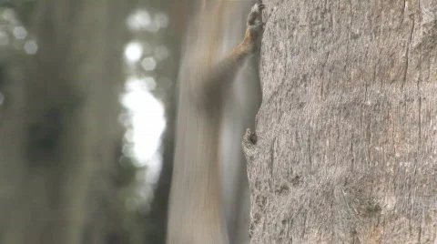 Squirrel on Palm Tree Clip 2 Stock Footage 516915