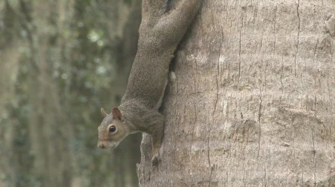 Squirrel on Palm Tree Closeup Stock Footage 516952