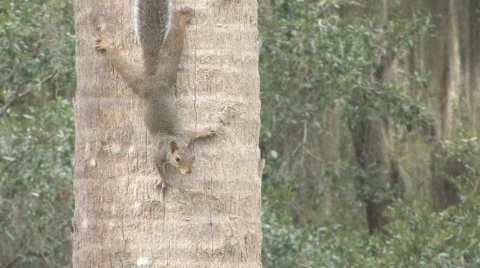 Squirrel on Palm Tress Stock Footage 516965