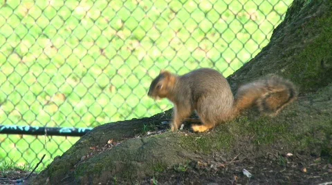 Squirrel in Park 1 Stock Footage 620695