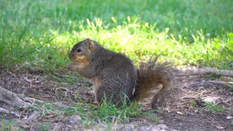 Squirrel in a park 4k nature background forest Video stock 107646536