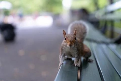 Squirrel on a park bench in Central Park Stock Photos