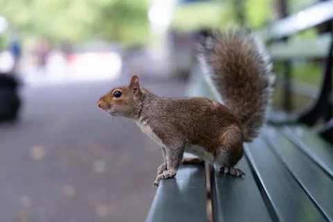 Squirrel on a park bench in Central Park Foto stock