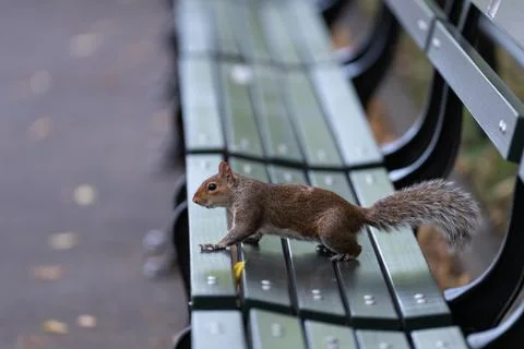 Squirrel on a park bench in Central Park Stock Photos