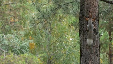 A Squirrel in the park climbs up a tree Stock Photos