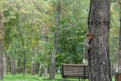 A Squirrel in the park climbs a tree trunk Stock Photos