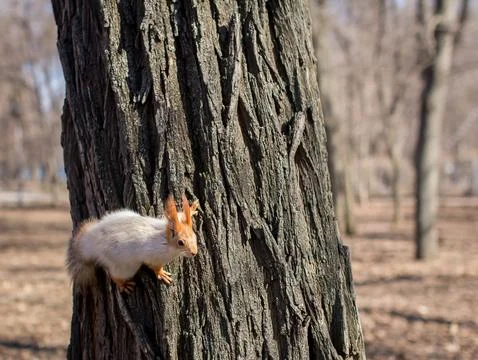 Squirrel in a park, close-up on a tree. Stock Photos