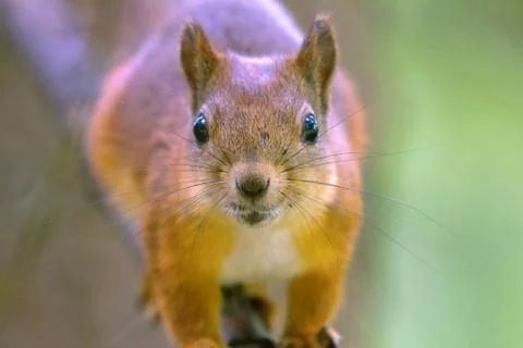 Squirrel in park closeup on background of summer woods. Stock-Fotos