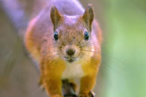 Squirrel in park closeup on background of summer woods. squirrel in park c... Stock Photos