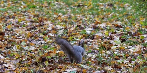 A squirrel in the park collects nuts. Video stock 235788739