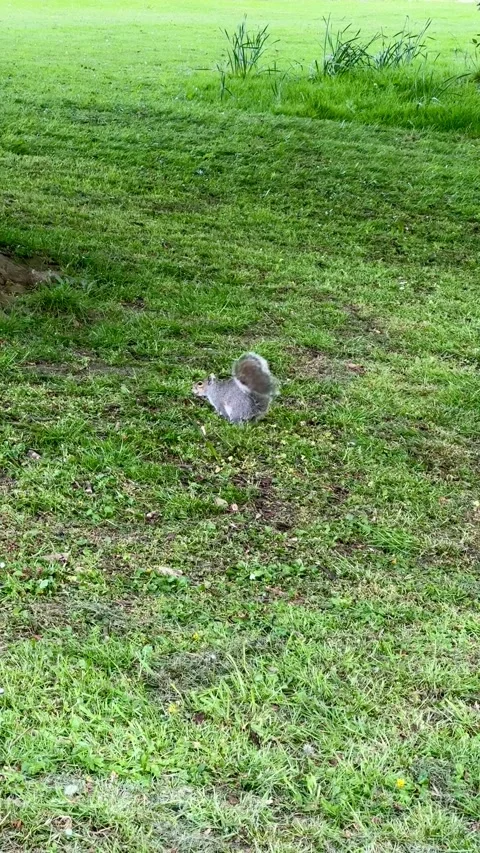 Squirrel in the park, Dublin, Ireland Stock Footage 315752803