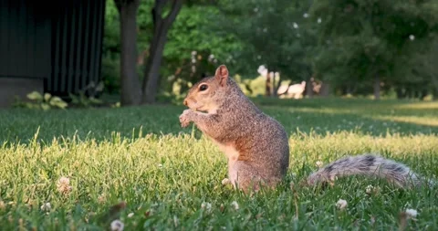 Squirrel in the park eating Stock Footage 201487725