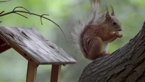 Squirrel in the park eats from the feeder Stockbeeldmateriaal 155683118