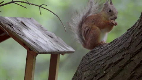 Squirrel in the park eats from the feeder Vidéo 155836439