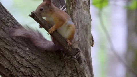 Squirrel in the park eats from the feeder Vídeo Stock 156049986