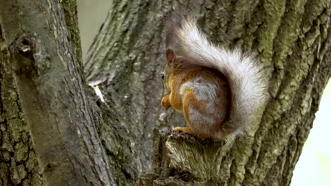 Squirrel in the park eats from the feeder Video stock 198244473