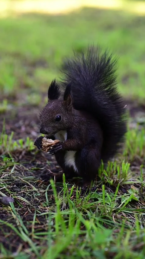 Squirrel in the park eats nuts Video stock 252173601