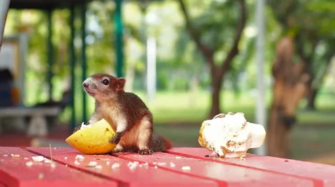 Squirrel on the park enjoying eating lemon fruit Stock Footage 45453334