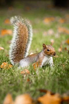 Squirrel in the park in the fall. Close-up of a beautiful squirrel looking .. Stock Photos