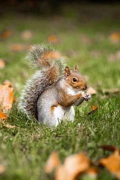 Squirrel in the park in the fall. Close-up of a beautiful squirrel looking .. Stock Photos