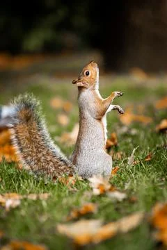 Squirrel in the park in the fall. Close-up of a beautiful squirrel looking .. Stock-Fotos