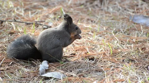 Squirrel in the park finds and eats acorns in autumn Stock Footage 43226231
