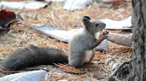 Squirrel in the park finds and eats acorns in autumn Stock Footage 43226234