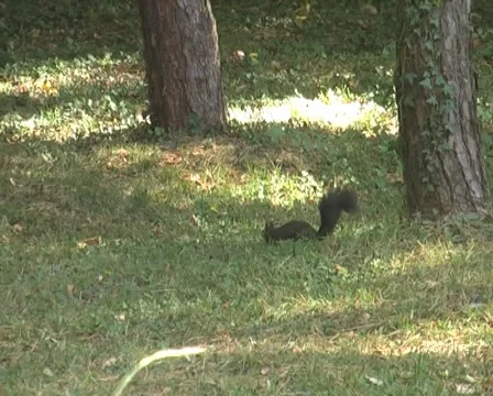 Squirrel in the park Stock Footage 1078854