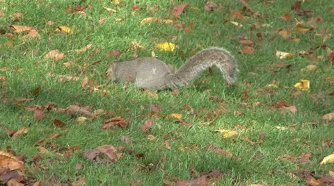 Squirrel in park Video stock 11223079
