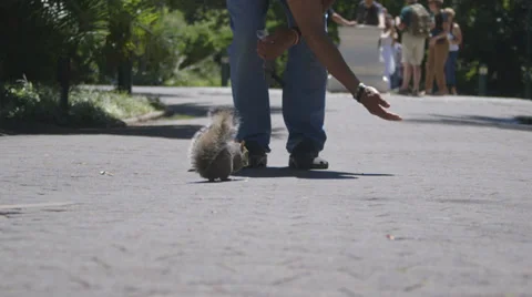 Squirrel in park Stock Footage 29672862