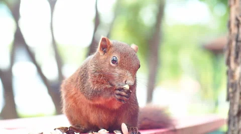 Squirrel on the park Stock Footage 36056237