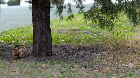 Squirrel in the Park Stock Footage 40248227