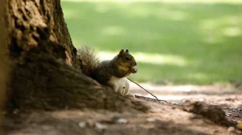A squirrel in the park Stock Footage 49760344