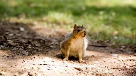 A squirrel in the park Stock Footage 49760414