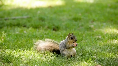 A squirrel in the park Stock Footage 49760439