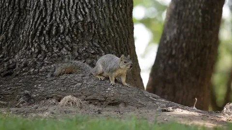 A squirrel in the park Stock Footage 49760458