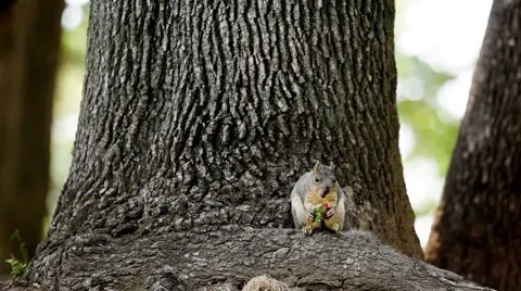 A squirrel in the park Stock Footage 49760498