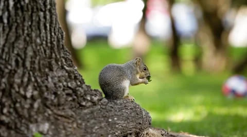 A squirrel in the park Stock Footage 49760520